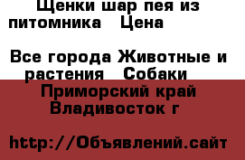 Щенки шар-пея из питомника › Цена ­ 15 000 - Все города Животные и растения » Собаки   . Приморский край,Владивосток г.